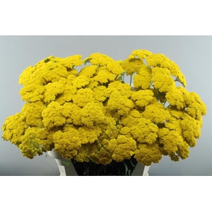 Achillea F Park Variety