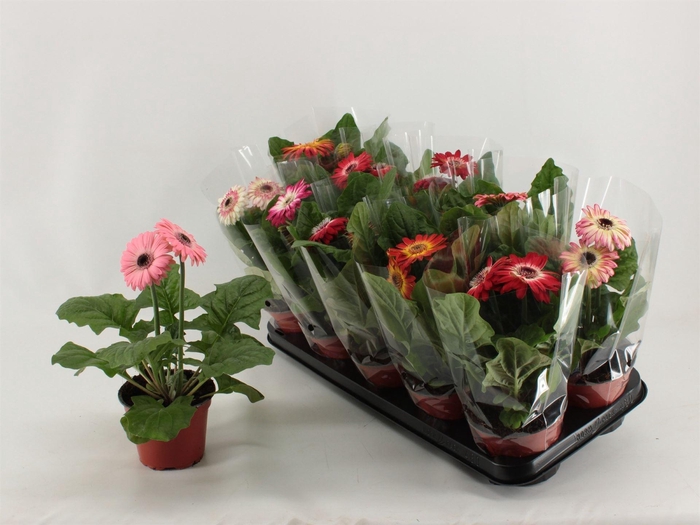 <h4>Gerbera   ...mix</h4>