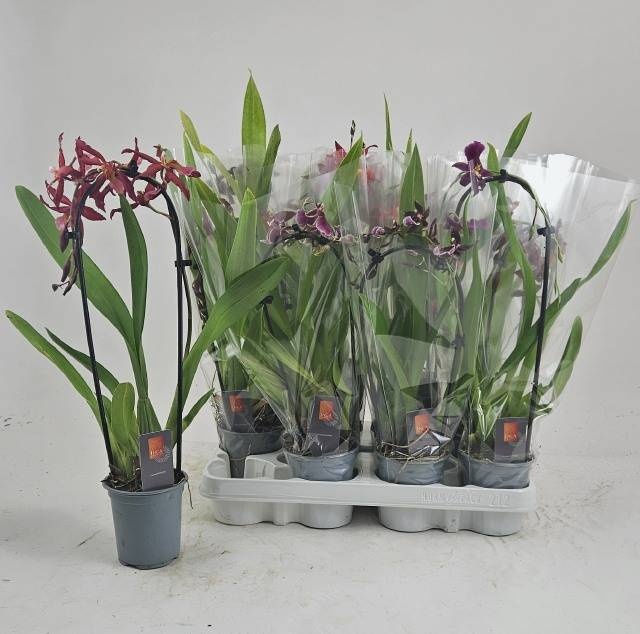 <h4>ORCHIDEEEN GEM</h4>