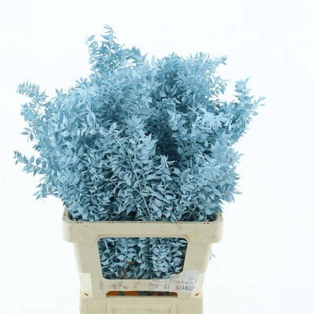 <h4>RUSCUS OV KLB H%</h4>