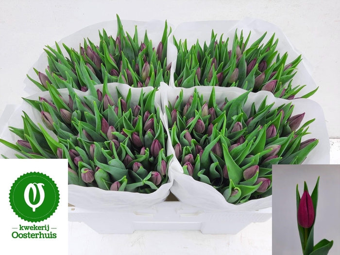 <h4>TU EN LAPTOP</h4>