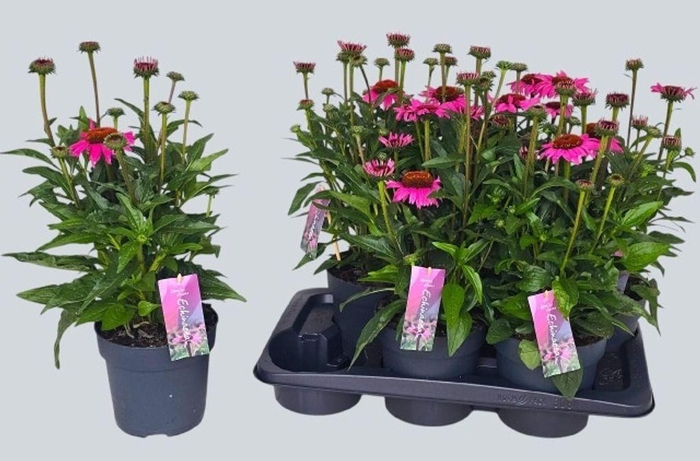 <h4>.Echinacea purpurea mooodz courage</h4>
