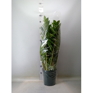 Zamioculcas zamiifolia