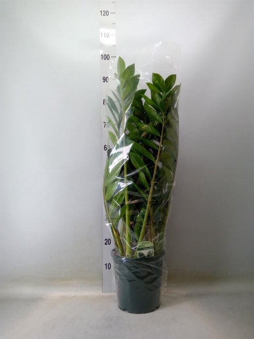 <h4>Zamioculcas zamiifolia</h4>