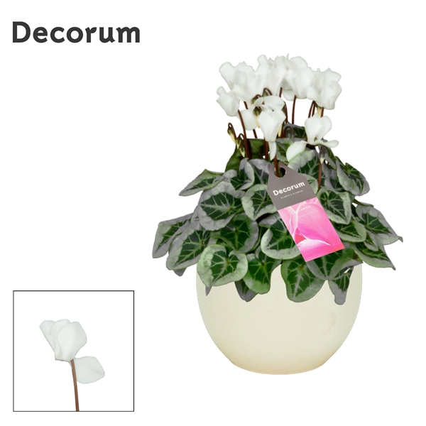 <h4>Cyclaam Picasso White Melanie</h4>