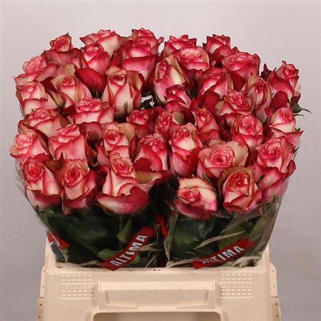 <h4>R Gr Paloma</h4>