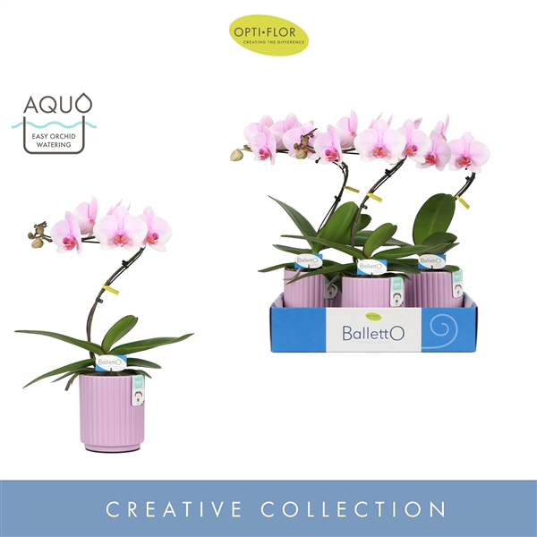 <h4>Balletto Curl 1 spike in Molise Lilac Aquo</h4>