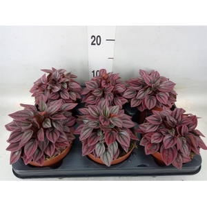 Peperomia caperata 'Cayenne'