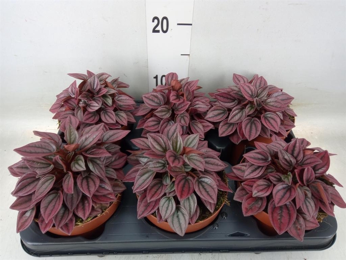 <h4>Peperomia caperata 'Cayenne'</h4>