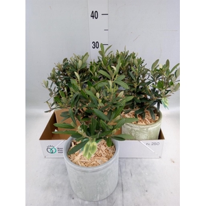 Arr.   Tuinplanten H%