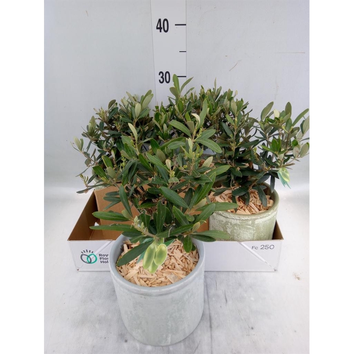 <h4>Arr.   Tuinplanten H%</h4>