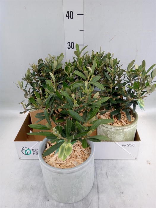 <h4>Arr.   Tuinplanten H%</h4>