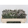 Kaaps Groen Silver Brunia
