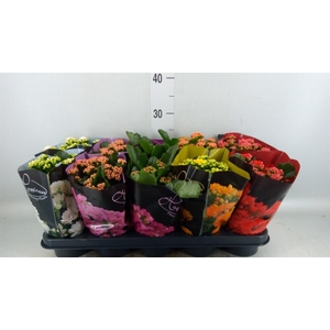 Kalanchoe blos. 'Perfecta'  ..mix 5