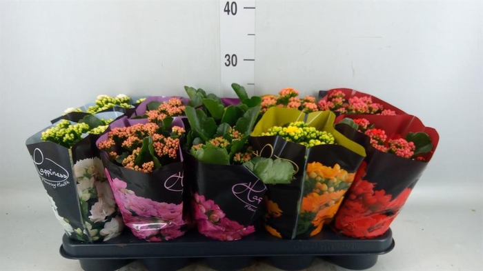 <h4>Kalanchoe blos. 'Perfecta'  ..mix 5</h4>
