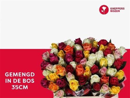 <h4>R Gr Gem In Bos</h4>