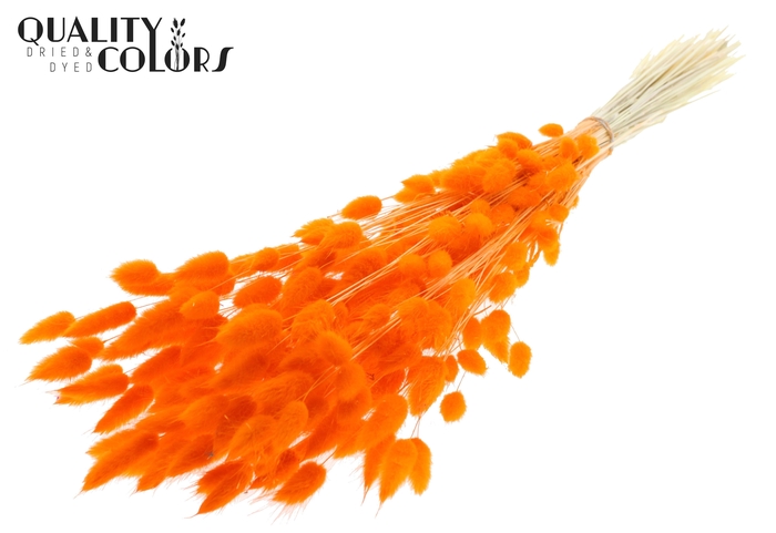 Lagurus Premium per bunch Bleached Orange