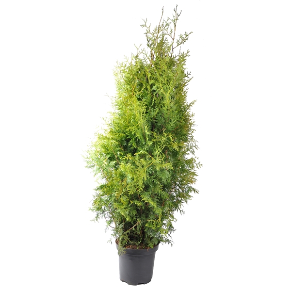 <h4>Thuja occ. Brabant, plantmaat 140-160 cm - Rondgestoken -</h4>