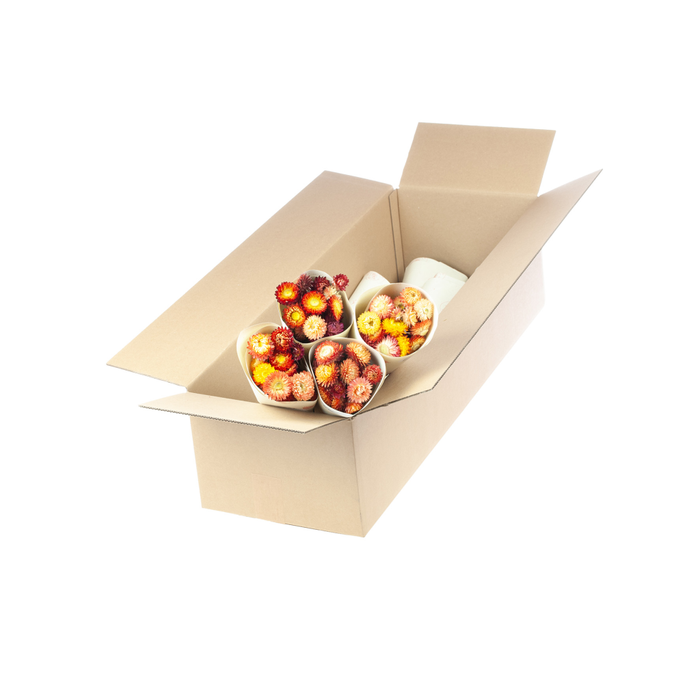 <h4>Helichrysum nat. salmon</h4>