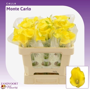 Calla Monte Carlo