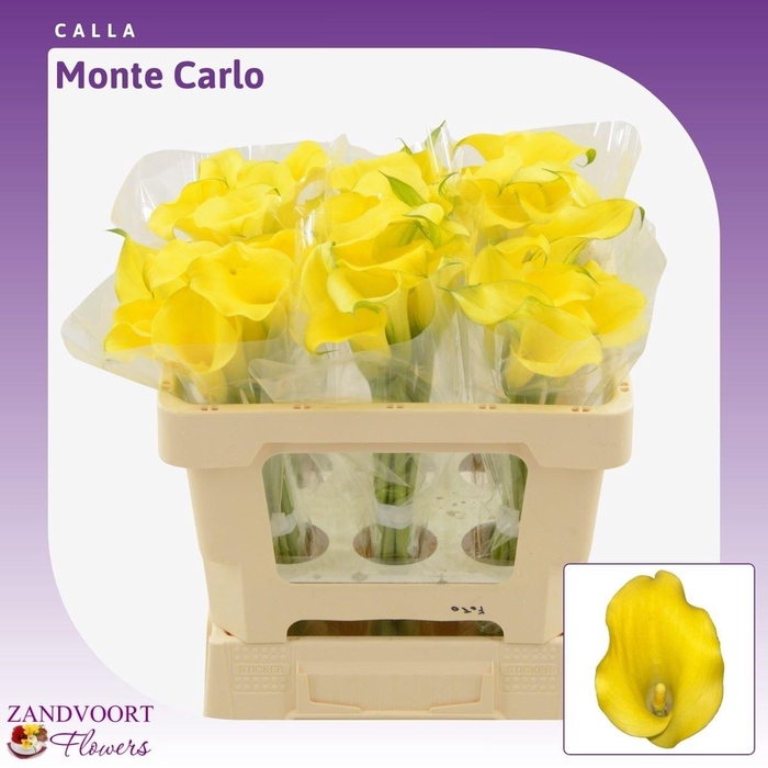 <h4>Calla Monte Carlo</h4>