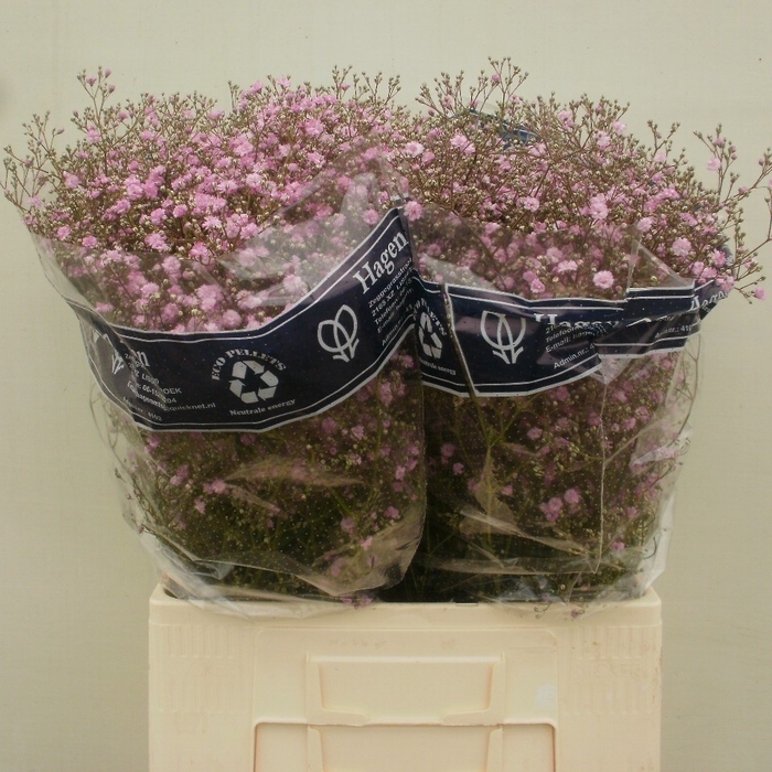 <h4>GYPS PA MY PINK</h4>