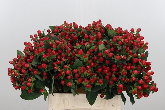 <h4>Hyp Mag Triumph</h4>