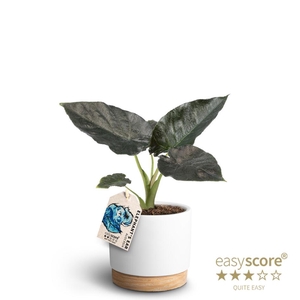 ALOCASIA HYBRID p12 Black WB White