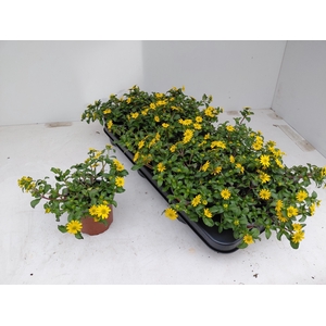 SANV PROCUMBENS