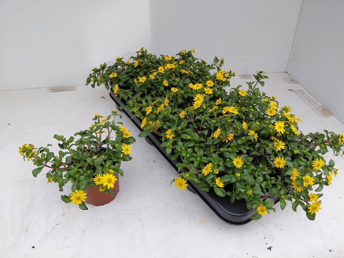 <h4>SANV PROCUMBENS</h4>