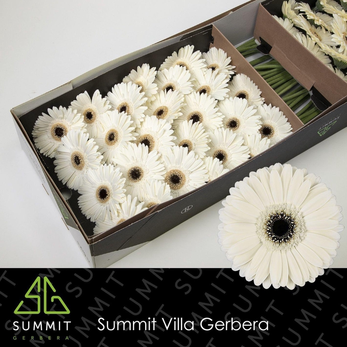 <h4>GE GR ICEBERG</h4>