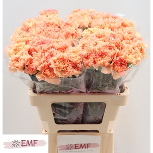 Di St Megan EMF