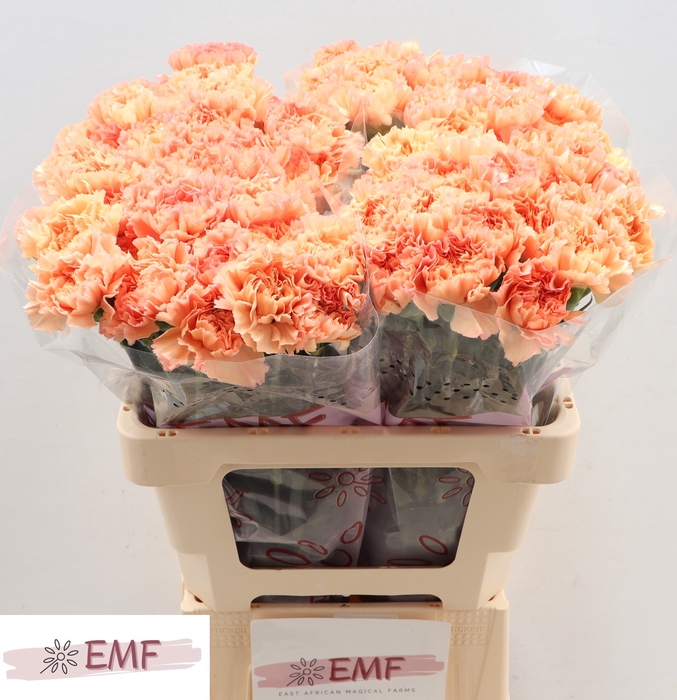 <h4>Di St Megan EMF</h4>