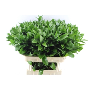 Ruscus Hypophyllum