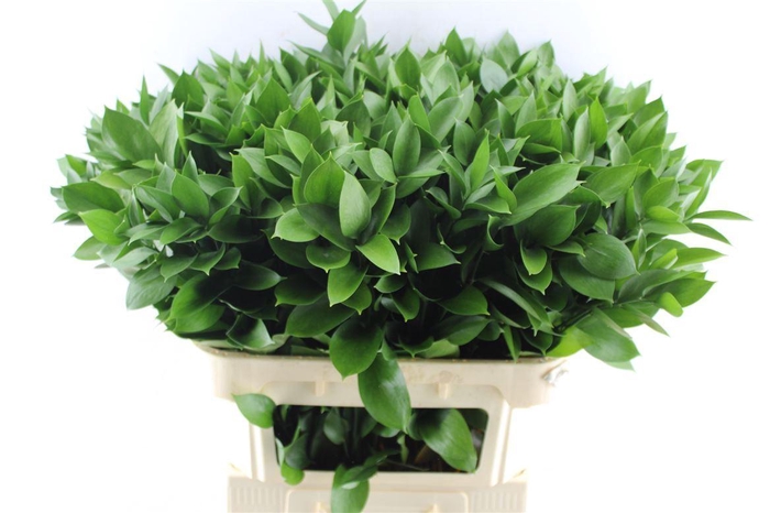 <h4>Ruscus Hypophyllum</h4>