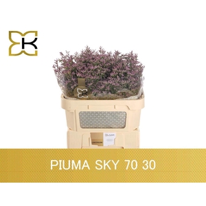 Lim Piuma SKy