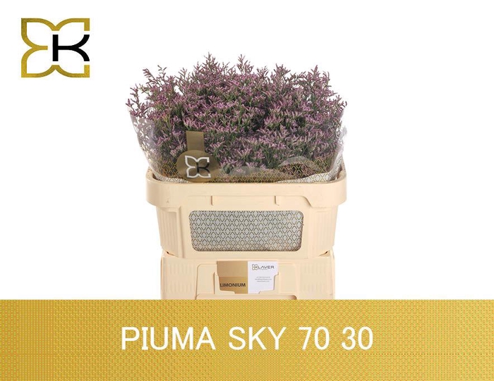<h4>Lim Piuma SKy</h4>