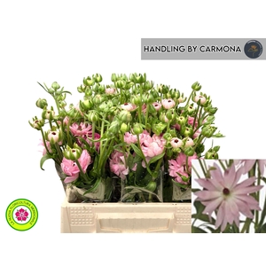 RAN NATURA MODERNA VENUS 40 GR.