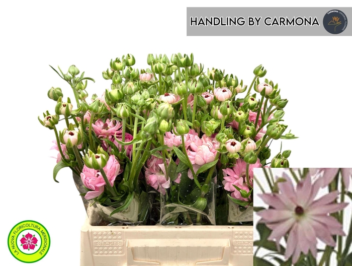 <h4>RAN NATURA MODERNA VENUS 40 GR.</h4>