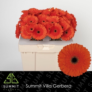 Gerbera Candela Water