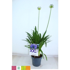 AGAPA EYDORI BLUE