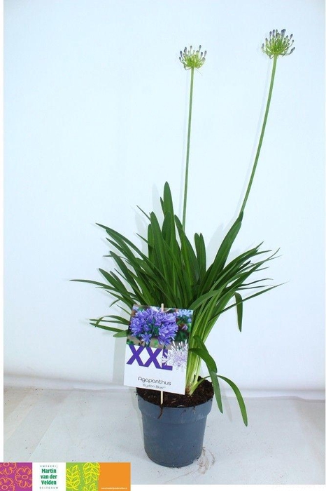 <h4>AGAPA EYDORI BLUE</h4>
