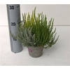 Callu Gg Trio Gi Gem