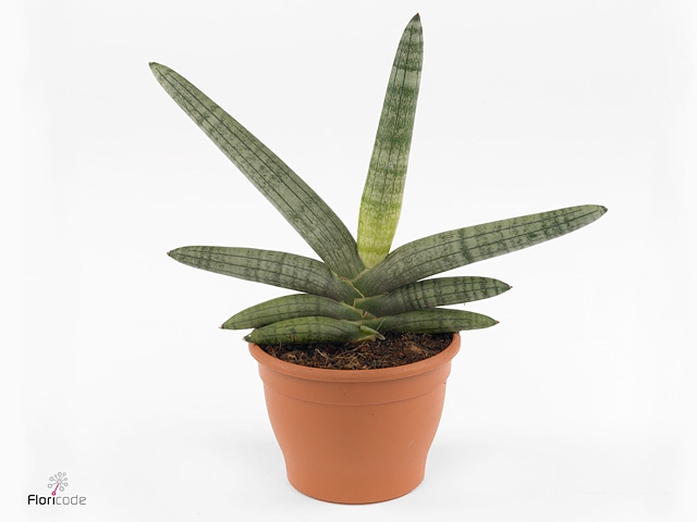 Sansevieria Boncellensis 6 cm (Decorum)