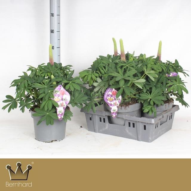 <h4>LUPI MASTERPIECE</h4>