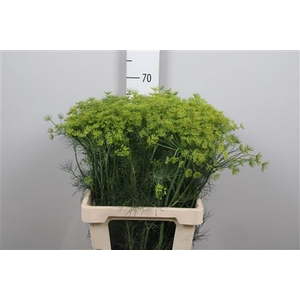Anet Graveolens