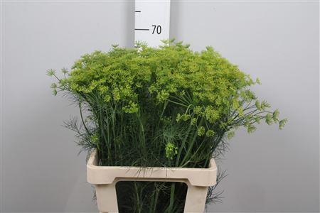 <h4>Anet Graveolens</h4>