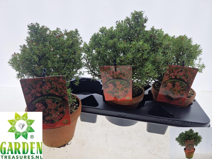 <h4>BONSAI OV</h4>