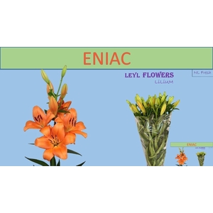 LI LA ENIAC