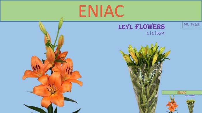 <h4>LI LA ENIAC</h4>